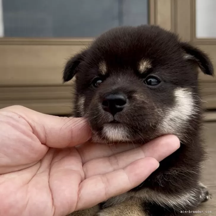 柴犬(標準サイズ)【三重県・男の子・2025年7月9日・黒】の写真1