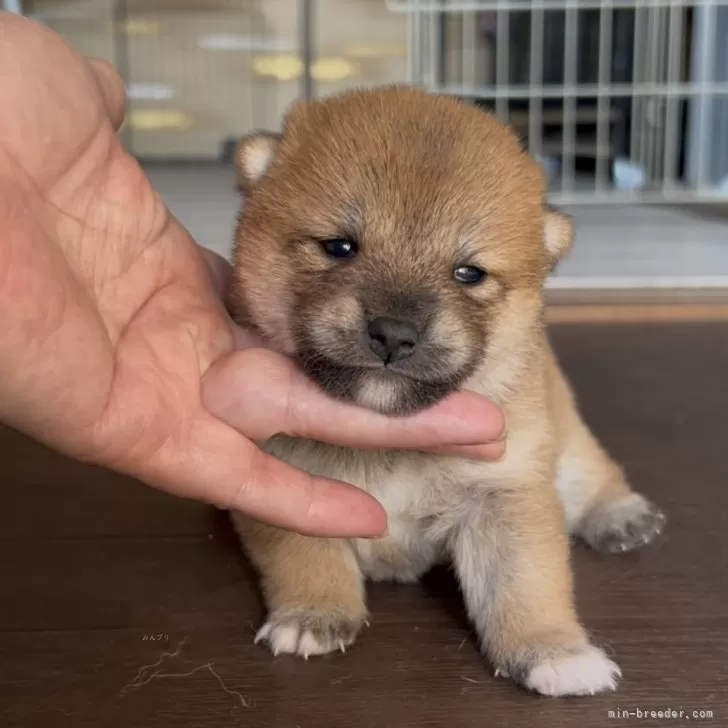 柴犬(標準サイズ)【三重県・女の子・2025年4月12日・赤】の写真1