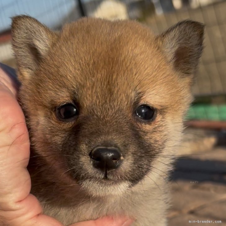豆柴【三重県・女の子・2024年12月25日・赤】クリスマス生まれ
