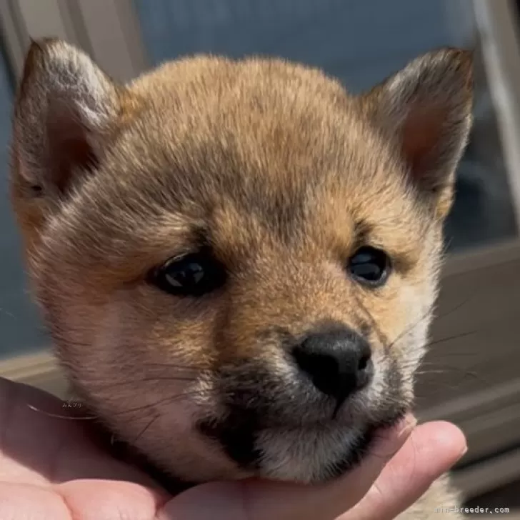 T.S 様のお迎えした子犬