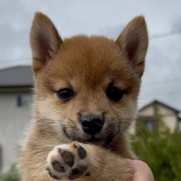 柴犬(豆柴)【三重県・女の子・2025年7月14日・赤】の写真「綺麗な色合いの可愛い赤柴女の子♡」