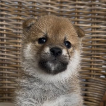 柴犬(標準サイズ)【三重県・男の子・2025年10月5日・赤】の写真「配色の綺麗な赤柴の男の子♡」