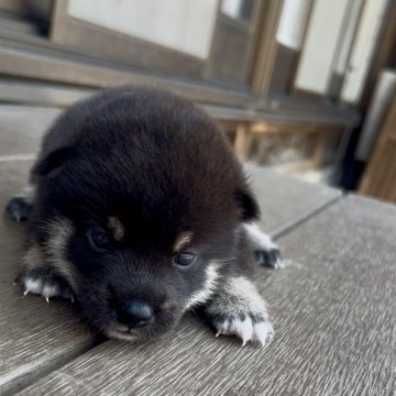 柴犬(標準サイズ)【三重県・男の子・2025年7月9日・黒】の写真「キリッとしたお顔のかっこいい男の子♡」