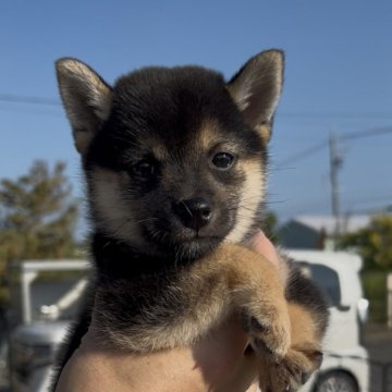 柴犬(豆柴)【三重県・女の子・2025年7月18日・黒】の写真「丸顔で可愛いお顔の黒豆柴女の子♡」