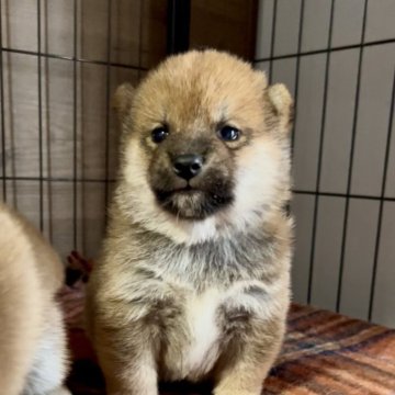 柴犬(標準サイズ)【三重県・男の子・2025年10月5日・赤】の写真「凛々しいお顔立ち！赤柴の男の子♡」