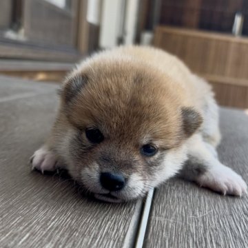 柴犬(標準サイズ)【三重県・女の子・2025年7月9日・赤】の写真「可愛い赤柴女の子♡」