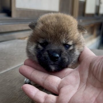 柴犬(標準サイズ)【三重県・女の子・2025年7月9日・赤】の写真「たぬきのような可愛い赤柴女の子♡」