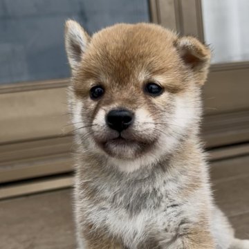 柴犬(標準サイズ)【三重県・女の子・2025年7月9日・赤】の写真「お父さんは豆柴♡可愛い赤柴女の子♡」