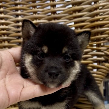 柴犬(豆柴)【三重県・男の子・2025年8月1日・黒】の写真「まん丸お目目♡黒豆柴の男の子」