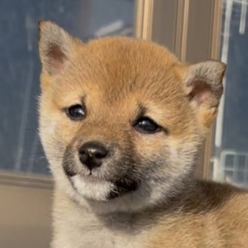 柴犬(豆柴)【三重県・女の子・2024年12月25日・赤】の写真「とって可愛い赤豆柴の女の子♡見学後連れて帰れます！」