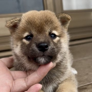 柴犬(標準サイズ)【三重県・女の子・2025年7月9日・赤】の写真「お父さんは豆柴♡たぬきのような可愛い赤柴女の子♡」