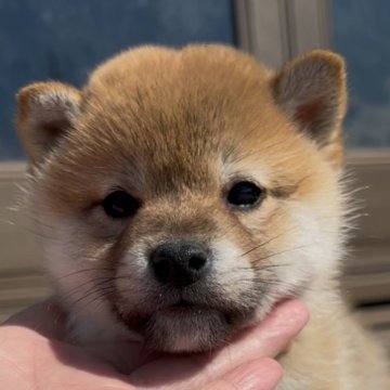 柴犬(標準サイズ)【三重県・男の子・2025年1月10日・赤】の写真「もっふもふの可愛すぎる赤柴次男くん♡」