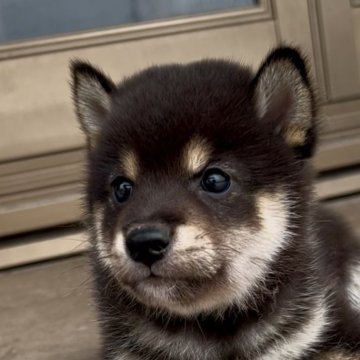 柴犬(標準サイズ)【三重県・男の子・2025年7月9日・黒】の写真「お父さんは豆柴♡配色の綺麗な黒柴男の子♡」