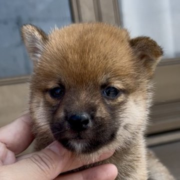 柴犬(豆柴)【三重県・女の子・2025年7月14日・赤】の写真「目が印象的な可愛い赤柴女の子♡」