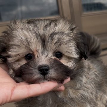 マルプー(マルチーズ×トイプードル)【三重県・女の子・2024年12月10日・ウルフセーブル】の写真「将来はクリームカラーの女の子♡見学後連れて帰れます」