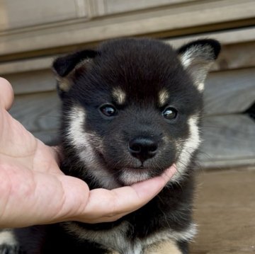 柴犬(標準サイズ)【三重県・男の子・2025年7月9日・黒】の写真「お父さんは豆柴♡お顔のかっこいい男の子♡」