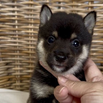 豆柴【三重県・男の子・2025年9月23日・黒】の写真「優しいお顔の黒豆柴男の子♡」