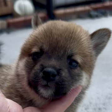 柴犬(豆柴)【三重県・女の子・2025年7月18日・赤】の写真「お母さん似の赤豆柴女の子♡」
