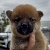 柴犬(豆柴)