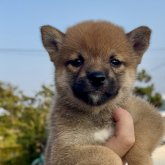 柴犬