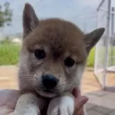 柴犬(標準サイズ)