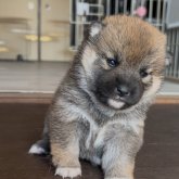 柴犬(標準サイズ)