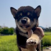 柴犬
