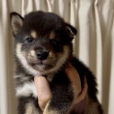 柴犬(標準サイズ)