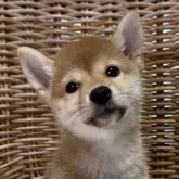 柴犬(標準サイズ)