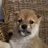 柴犬(標準サイズ)【三重県・男の子・2025年10月5日・赤】の写真1