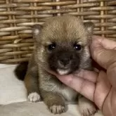 豆柴