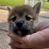 柴犬