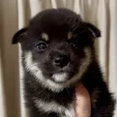 柴犬(標準サイズ)