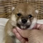 柴犬(標準サイズ)