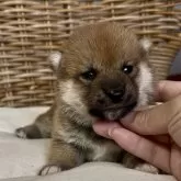 柴犬(標準サイズ)