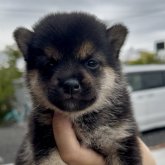 柴犬(豆柴)
