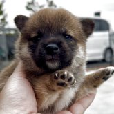 柴犬(豆柴)