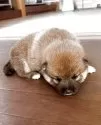 柴犬(標準サイズ)【三重県・女の子・2025年4月12日・赤】の写真2