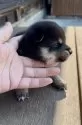 柴犬(標準サイズ)【三重県・男の子・2025年7月9日・黒】の写真5