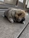 柴犬(標準サイズ)【三重県・女の子・2025年7月9日・赤】の写真5