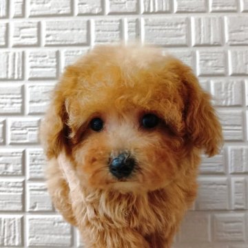 トイプードル(タイニー)【熊本県・女の子・2025年9月16日・レッド】の写真「生後56日で680g」