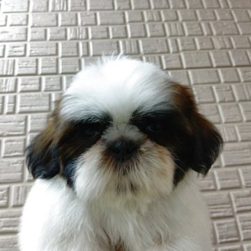 シーズー【熊本県・男の子・2025年8月19日・ゴールド&ホワイト】の写真「コロコロな男の子」