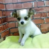 チワワ(ロング)