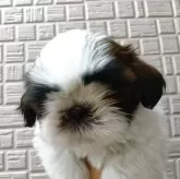 シーズー