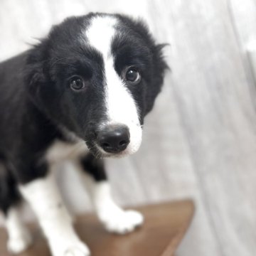 ボーダーコリー【茨城県・男の子・2025年7月17日・ホワイト✖︎ブラック】の写真「個性的なお顔がチャームポイント」