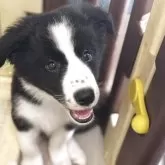 ボーダーコリー