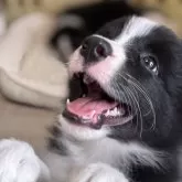 ボーダーコリー
