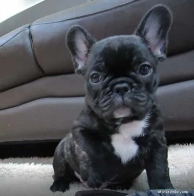 ID：1910-01230の子犬