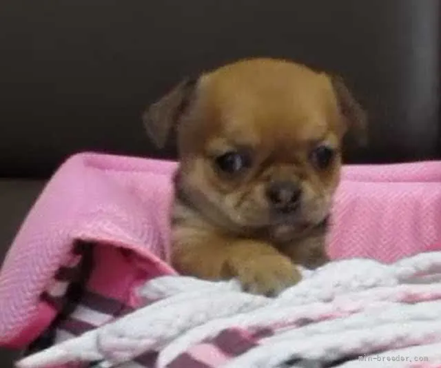 ID:2204-03406の子犬