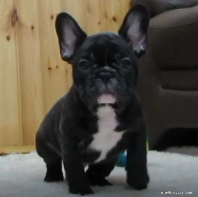 ID：1910-01232の子犬